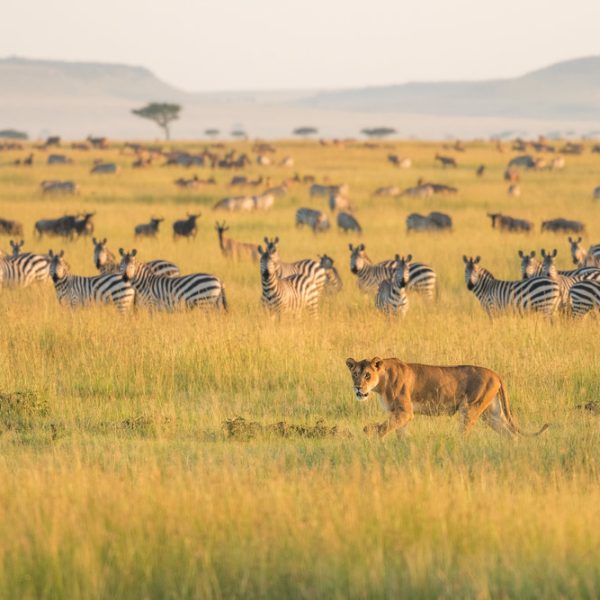 1627024784_tanzania-photo-safari