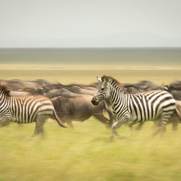 1684697414_1631281515_Zebra (1)(1)