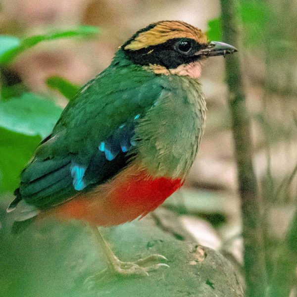 19-DAYS-UGANDA-BIRDING_ebstours