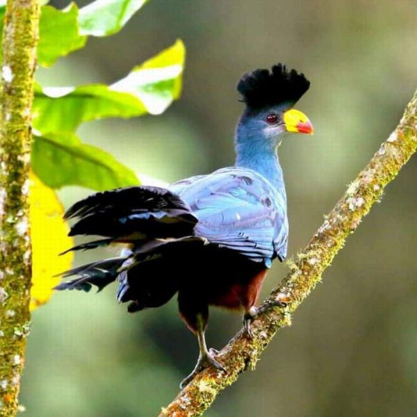 19-Days-Turaco-Kenya-Birding-Safari-Package1-1200x900