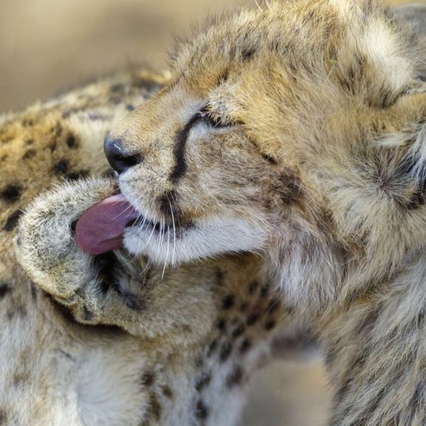 364079_ImageGalleryLightboxLarge