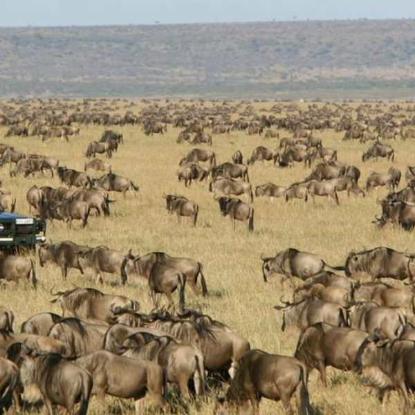 5-Days-Serengeti-Wildebeest-Migration-Safari1-960x1149