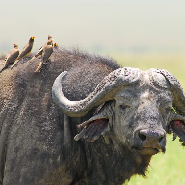 African Buffallo