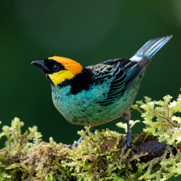 Birding_Peru_Tours-1024x576