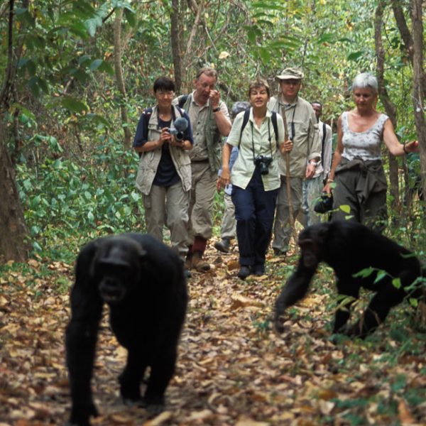 Chimpanzee Trek - Gombe & Mahale -4