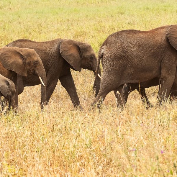 DSCF8092_Elephants on the move with young