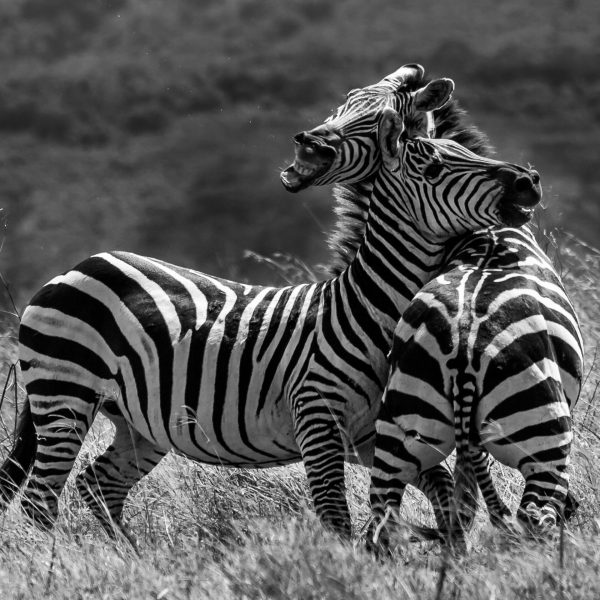 Expect _In _Africa_Safari -Photo - 18