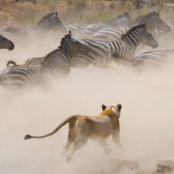 GreatMigration safari(2)