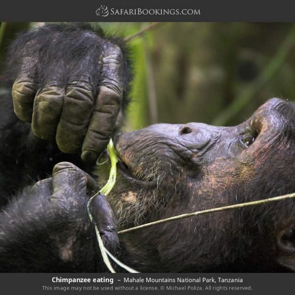 Mahale_Mountains_National_Park_018