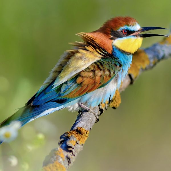 European bee-eater (Merops apiaster) on the branch