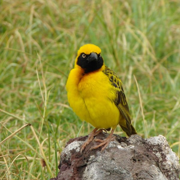Ngorongoro Highland birds -Yellow bird