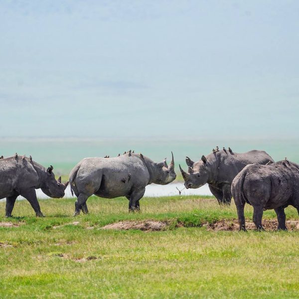 Ngorongoro_Crater_Black_Rhinos_NCA_01