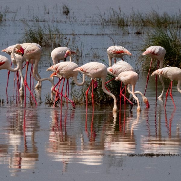 ResizerImage1935X1290(4)