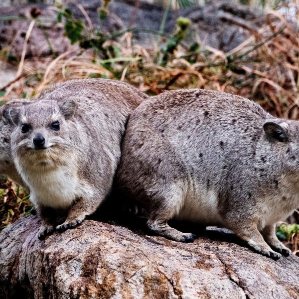 ResizerImage1939X1292(3)