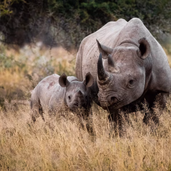Rhino-mother-and-calf