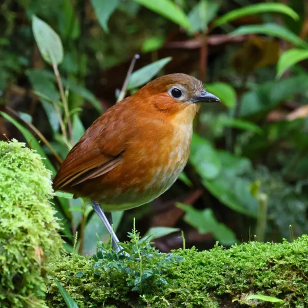 Rusty-tinged-Antpitta-Birding-Peru-Trips