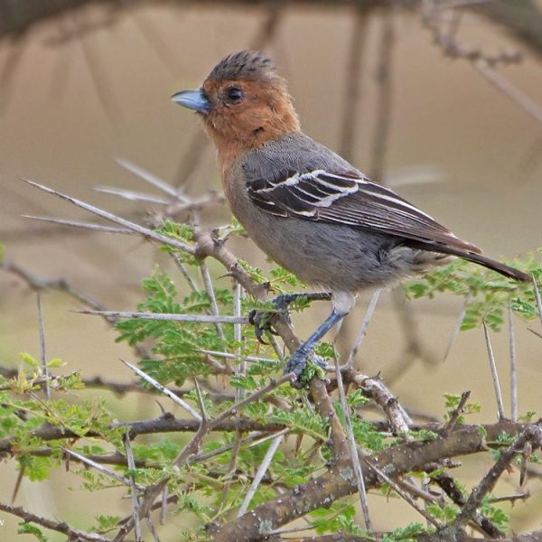 Serengeti national Park birding