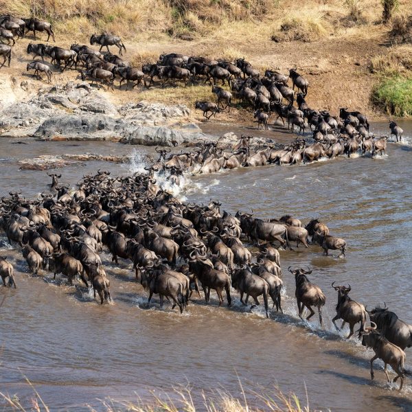 Serengeti-wildebeest