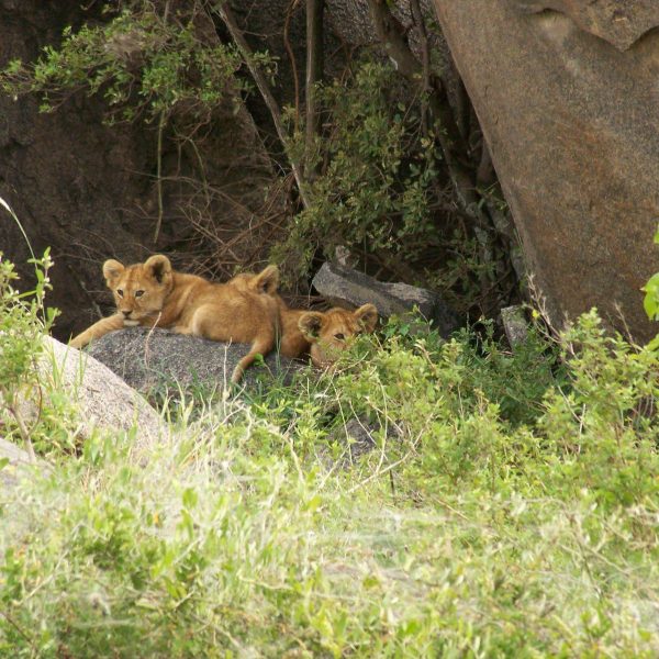 Serengeti_National_Park_Lions_24