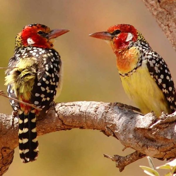 Tarangire-National-Park-Birding-1