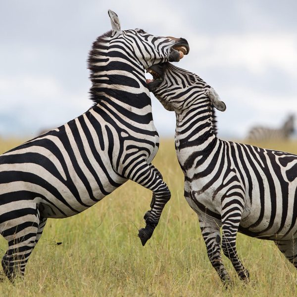 Zebra in Serengeti