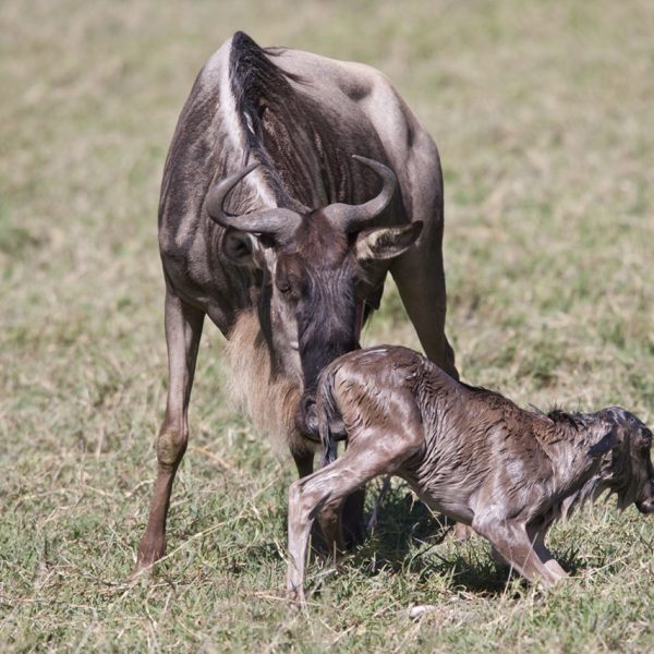 calving-season-safari-tanzania