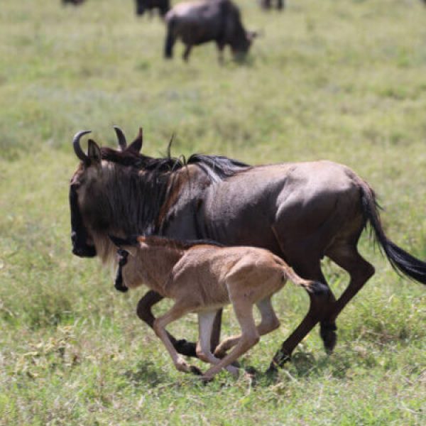 serengeti-wildebeest-calving_-800x533-1-750x450