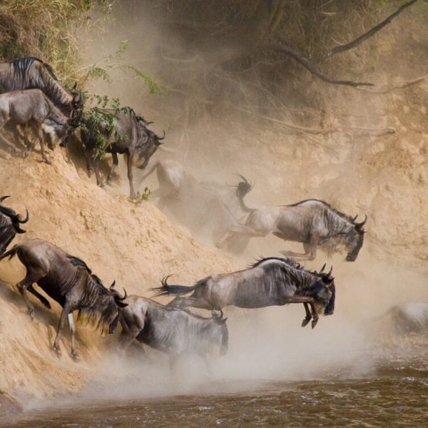 serengeti_wildebeest_migration